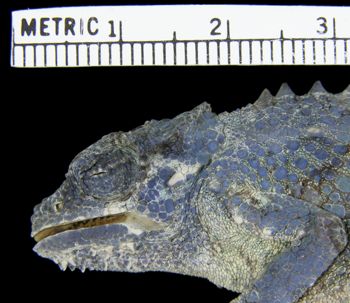 Media type: image; Herpetology R-31386